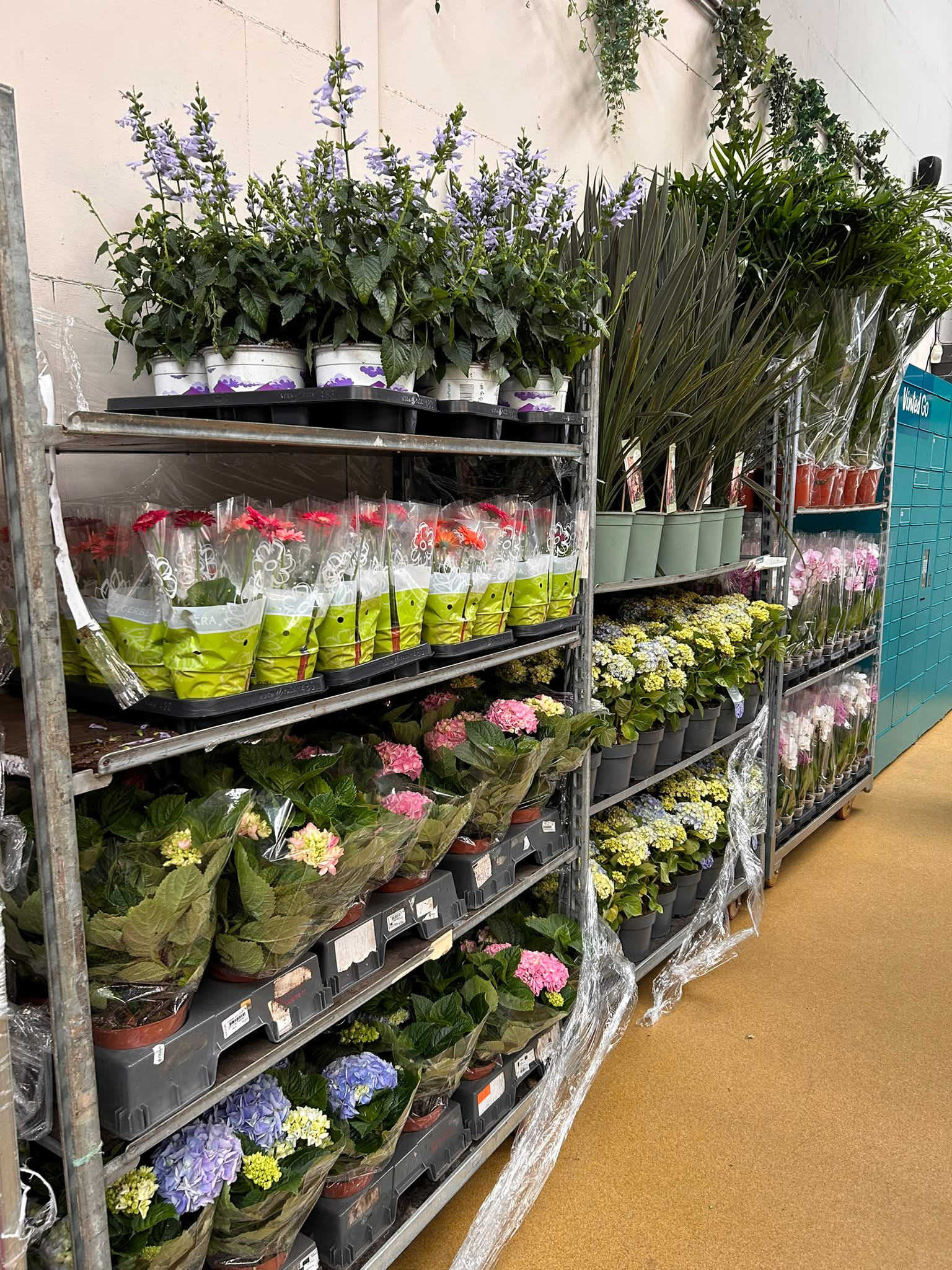 Bloemen en Planten in Amersfoort